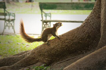 squirrel climb on the tree with fruit on mouth