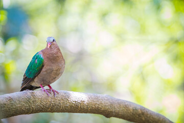 Emerald Dove bird on a tree
