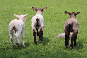 three lambs.  view from behind