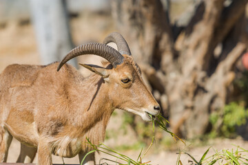 Barbary sheep eat grass