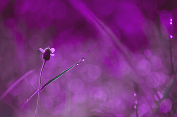 Purple bokeh background caused by the dew on top of the grass in the morning beautiful nature.