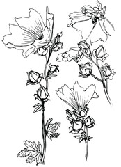 
Vector mallow inflorescences drawn with black ink. Sketch.