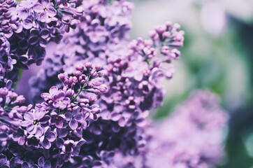 Obraz premium Spring lilac flowers