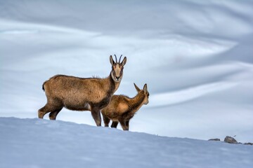 Chamois in the snow on the peaks of the National Park Picos de Europa in Spain.