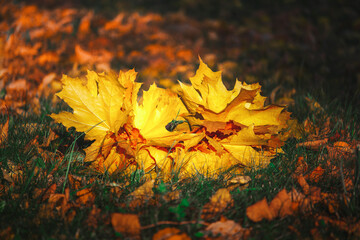 Fallen red maple Leaf in the grass