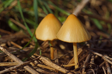 Close-up of wild orange mushrooms growing on field in autumn sunshine.