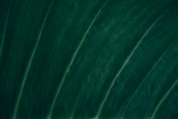 Green leaves for nature background, in green dark tone.
