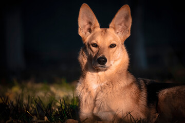 Puppy - the close up portrait