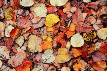 autumn leaves background
