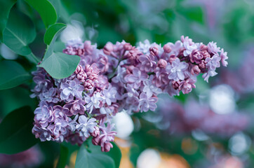Spring lilac flowers