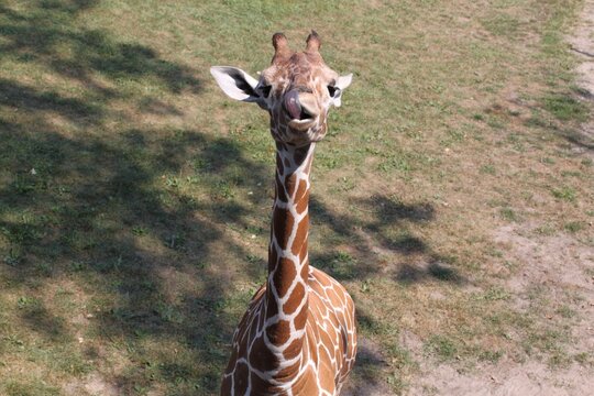 Baby Giraffe Sticking Out Tongue