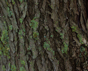 Moss on dark wood texture