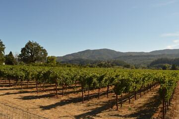 Fototapeta na wymiar Wine tasting in beautiful sunny Napa Valley in California, USA