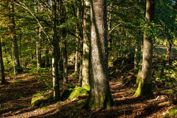 trees in the forest
