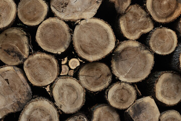 wood pile of cutted trees in the forest
