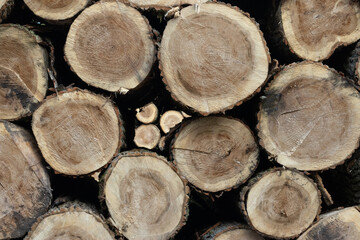  Stack of round wood, logging trees 