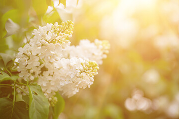 Spring lilac white flowers