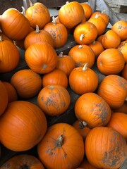 pile of pumpkins