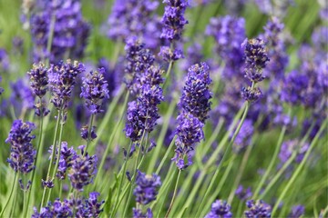 lavender flowers in canada