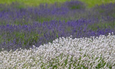 purple and white lavender in fields