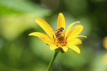 hornet on yellow flower.  macro photography