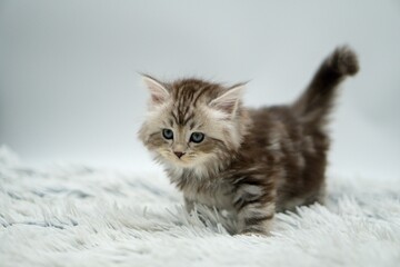 Siberian kitten 5 weeks old