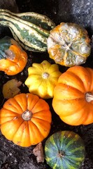 pumpkins and gourds