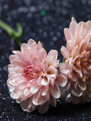 pink chrysanthemum flower