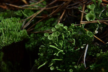 Moss and Lichen on the surface of old tree in the autumn forest