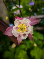 Macro of columbine flower