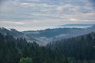 Foggy Black Forest in the morning time