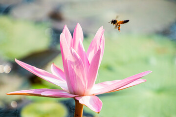 Various views of a lotus flower