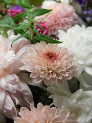 pink chrysanthemum flowers