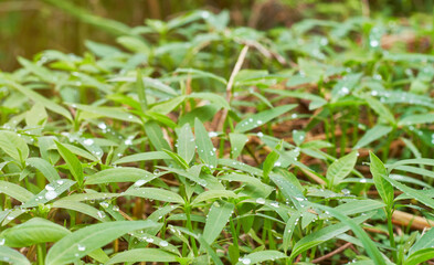 Fresh green leaves with water drops