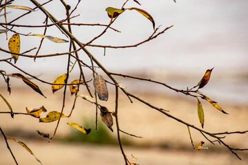 Branches of autumn trees against the background of a frosty morning.