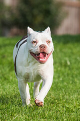 American Bully puppy dog in move on grass