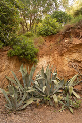 rocky wall with big cacti at Park Güell, Barcelona, Spain vertical