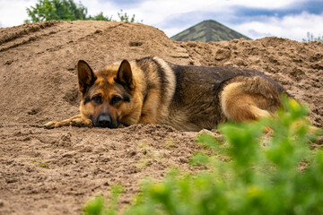 A purebred shepherd dog lies on the sand against a background of blue sky and grass.