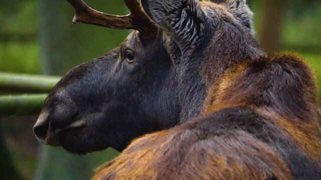 Close up of Elk, moose head and eye