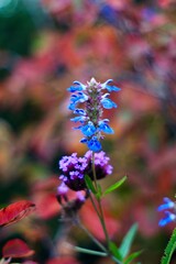 wildflowers in the forest in the autumn