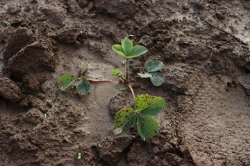 sadzenie truskawek, planting strawberries, truskawki