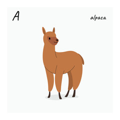 Cute alpaca - cartoon animal character. Vector illustration in flat style isolated on gray background.