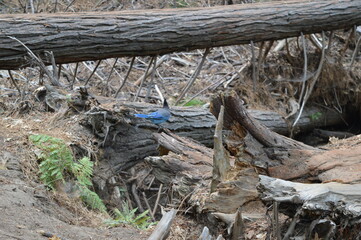 Hiking and climbing on the mighty El Capitan in Yosemite National Park in California, USA