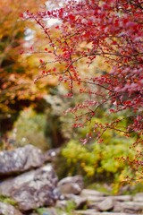 autumn leaves in the rain