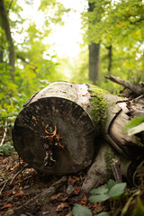 tree forest nature old mushroom parasite root