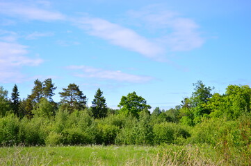 landscape with trees