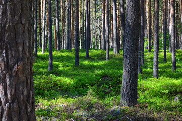 Fototapeta premium trees in the woods