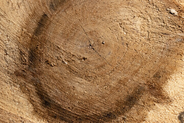 Rucola with  caserecce tricolor, pasta with broccoli, red pesto & grana padano