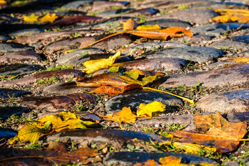 Colorful autumn leaves on a cobblestone street, selective focus