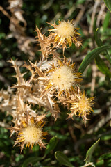 Flores de cardo seco